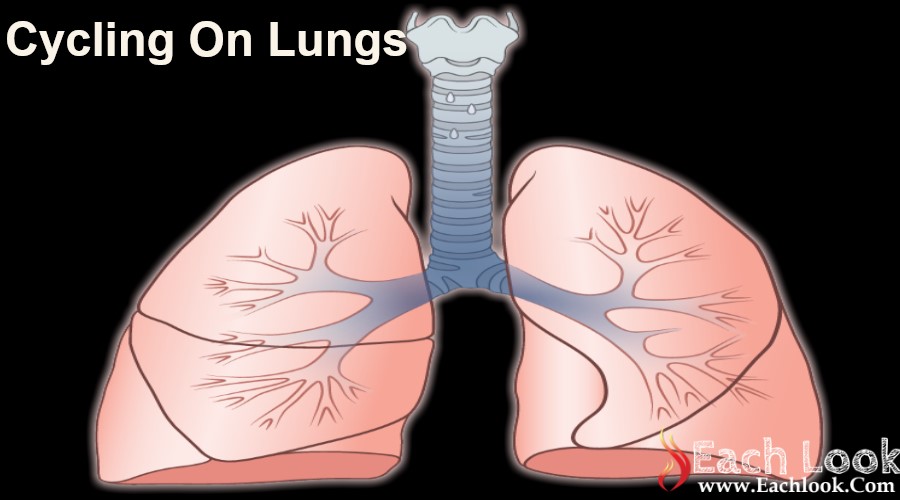 Cycling On Lungs