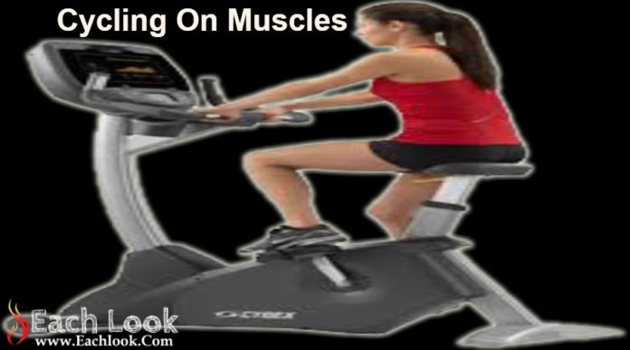 Cycling On Muscles