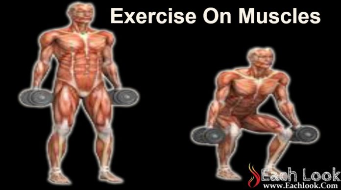 Exercise On Muscles